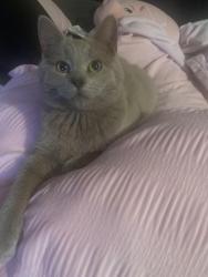 Lost Male Cat last seen 37th street near clapp park, Lubbock, TX 79412