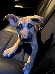 Reunited Female Dog last seen Pensgate, Houston, TX 77062