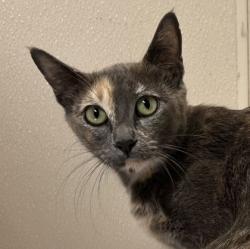 Shelter Stray Female Cat last seen Tabor Rd/ Clark, City of Bryan, TX, 5359 Leonard Rd, Bryan, TX 77807, USA