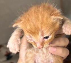 Shelter Stray Male Cat last seen Tabor Rd/ Clark, City of Bryan, TX, 5359 Leonard Rd, Bryan, TX 77807, USA