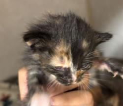 Shelter Stray Female Cat last seen Tabor Rd/ Clark, City of Bryan, TX, 5359 Leonard Rd, Bryan, TX 77807, USA