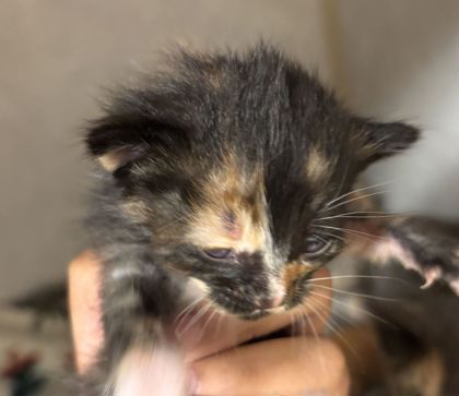 Shelter Stray Female Cat last seen Tabor Rd/ Clark, City of Bryan, TX, 5359 Leonard Rd, Bryan, TX 77807, USA