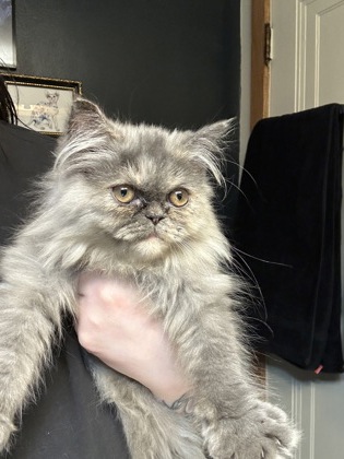 Shelter Stray Female Cat last seen McFarland, Mc Farland, Village of, WI, 5132 Voges Rd, Madison, WI 53718, USA