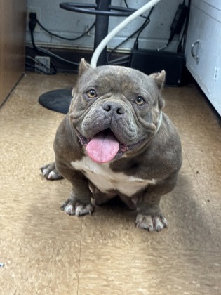 Shelter Stray Female Dog last seen ave 17 and rd 28 1/2, Madera County, CA, 205 Tozer St, Madera, CA 93638, USA