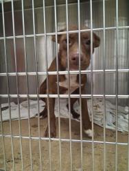 Shelter Stray Male Dog last seen , Gulfport, MS, 2615 25th Ave, Gulfport, MS 39501, USA