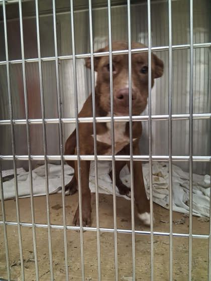 Shelter Stray Male Dog last seen , Gulfport, MS, 2615 25th Ave, Gulfport, MS 39501, USA