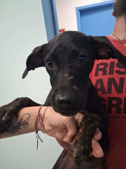 Shelter Stray Male Dog last seen , Harrison County, MS, 2615 25th Ave, Gulfport, MS 39501, USA