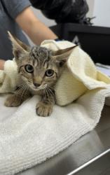 Shelter Stray Male Cat last seen NOSLER CT at AUTUMN BREEZE WAY, Rancho Cordova, CA, 6201 Florin Perkins Rd, Sacramento, CA 95828, USA