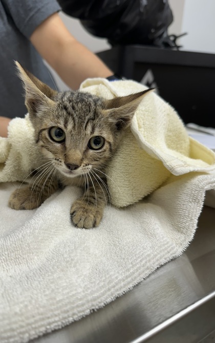 Shelter Stray Male Cat last seen NOSLER CT at AUTUMN BREEZE WAY, Rancho Cordova, CA, 6201 Florin Perkins Rd, Sacramento, CA 95828, USA