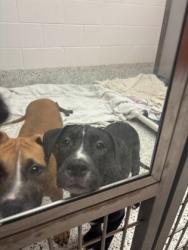 Shelter Stray Unknown Dog last seen Near Joseph E Boone Blvd NW, Atlanta, GA, 1251 Fulton Industrial Blvd NW, Atlanta, GA 30336, USA