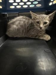 Shelter Stray Male Cat last seen NOSLER CT at AUTUMN BREEZE WAY, Rancho Cordova, CA, 6201 Florin Perkins Rd, Sacramento, CA 95828, USA