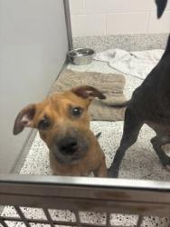 Shelter Stray Unknown Dog last seen Near Joseph E Boone Blvd NW, Atlanta, GA, 1251 Fulton Industrial Blvd NW, Atlanta, GA 30336, USA