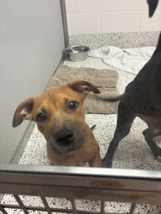 Shelter Stray Unknown Dog last seen Near Joseph E Boone Blvd NW, Atlanta, GA, 1251 Fulton Industrial Blvd NW, Atlanta, GA 30336, USA