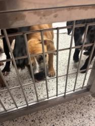Shelter Stray Unknown Dog last seen Near Joseph E Boone Blvd NW, Atlanta, GA, 1251 Fulton Industrial Blvd NW, Atlanta, GA 30336, USA