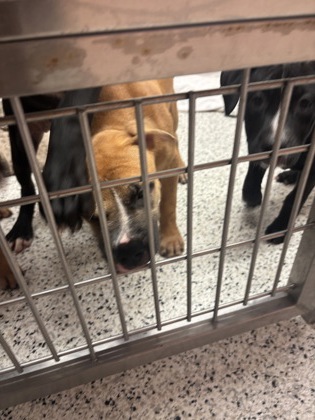 Shelter Stray Unknown Dog last seen Near Joseph E Boone Blvd NW, Atlanta, GA, 1251 Fulton Industrial Blvd NW, Atlanta, GA 30336, USA