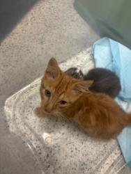 Shelter Stray Male Cat last seen Near Boulevard SE, Atlanta, GA, 1251 Fulton Industrial Blvd NW, Atlanta, GA 30336, USA