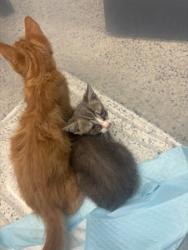 Shelter Stray Unknown Cat last seen Near Boulevard SE, Atlanta, GA, 1251 Fulton Industrial Blvd NW, Atlanta, GA 30336, USA