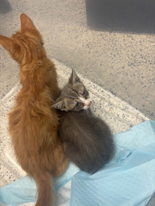 Shelter Stray Unknown Cat last seen Near Boulevard SE, Atlanta, GA, 1251 Fulton Industrial Blvd NW, Atlanta, GA 30336, USA