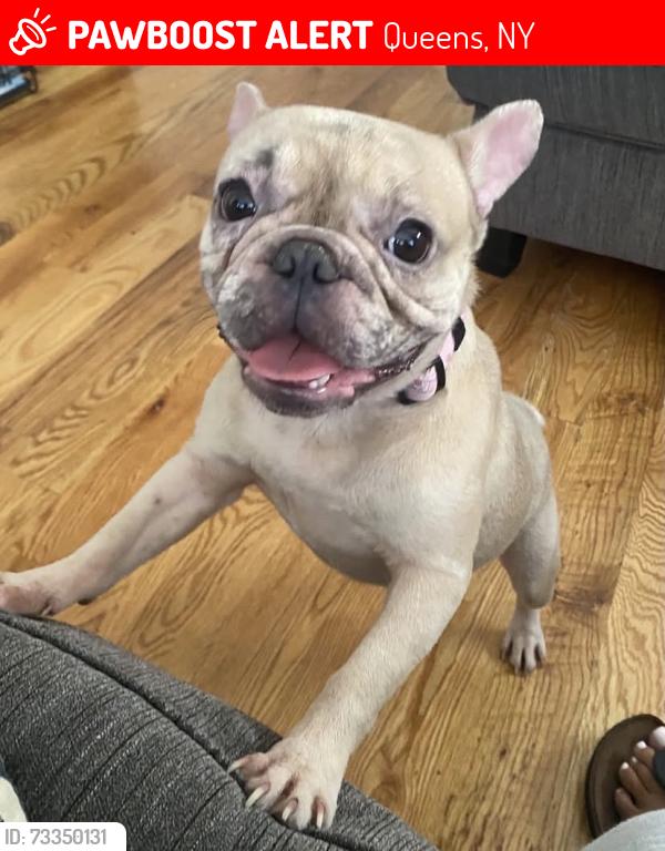 Lost Female Dog last seen 203rd and 201st, Queens, NY 11412