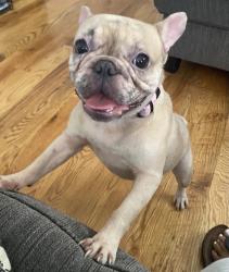 Lost Female Dog last seen 203rd and 201st, Queens, NY 11412