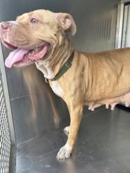 Shelter Stray Female Dog last seen Near Block Of Stonewall, FOREST HILL, TX, 3961 Bluebell Dr, Everman, TX 76140, USA