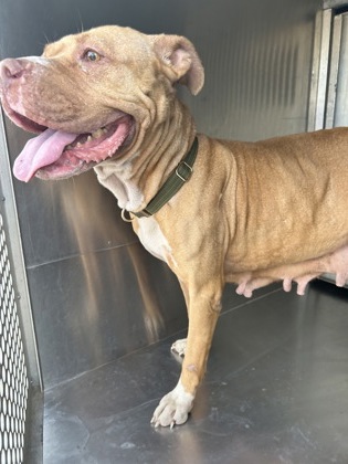 Shelter Stray Female Dog last seen Near Block Of Stonewall, FOREST HILL, TX, 3961 Bluebell Dr, Everman, TX 76140, USA