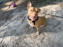 Shelter Stray Female Dog last seen Near and Charity Church Road, Berkeley County, SC, 2455 Remount Rd, North Charleston, SC 29406, USA