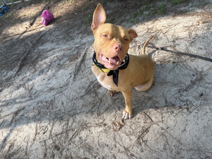 Shelter Stray Female Dog last seen Near and Charity Church Road, Berkeley County, SC, 2455 Remount Rd, North Charleston, SC 29406, USA