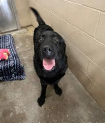 Shelter Stray Male Dog last seen Near Royle Road Lot 14, Berkeley County, SC, 2455 Remount Rd, North Charleston, SC 29406, USA