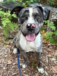 Shelter Stray Male Dog last seen Near N Belnard, 21205, MD, 2490 Giles Rd, Baltimore, MD 21225, USA