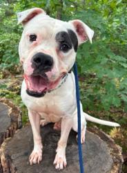 Shelter Stray Male Dog last seen 6S Woodington Rd, 21229, MD, 2490 Giles Rd, Baltimore, MD 21225, USA