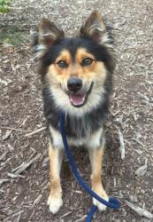 Shelter Stray Male Dog last seen RAL on Hamilton Ave., 21214, MD, 2490 Giles Rd, Baltimore, MD 21225, USA