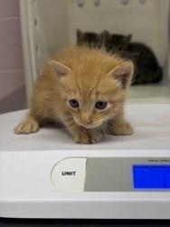 Shelter Stray Male Cat last seen Near N Green St, Longview, City of, TX, 303 H G Mosley Pkwy, Longview, TX 75604, USA
