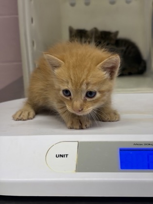 Shelter Stray Male Cat last seen Near N Green St, Longview, City of, TX, 303 H G Mosley Pkwy, Longview, TX 75604, USA