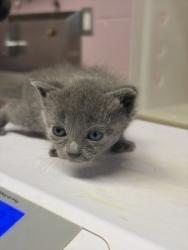 Shelter Stray Female Cat last seen Near N Green St, Longview, City of, TX, 303 H G Mosley Pkwy, Longview, TX 75604, USA