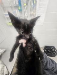 Shelter Stray Male Cat last seen Near Pelham Ave, Baltimore, MD 21213, 21213, MD, 2490 Giles Rd, Baltimore, MD 21225, USA