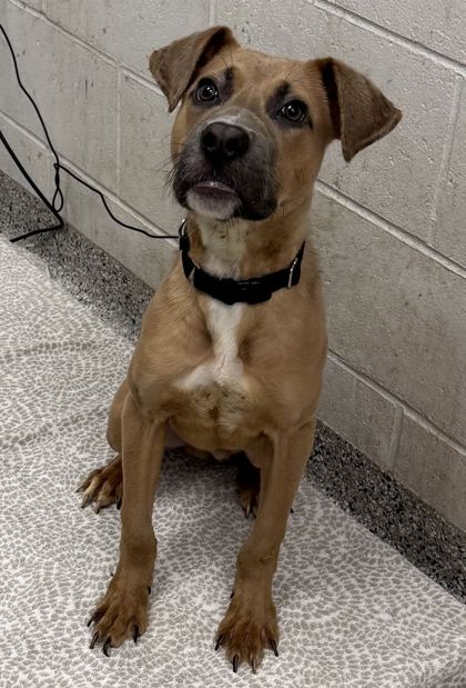 Shelter Stray Male Dog last seen Near E Armour Blvd, 64111, MO, 7077 Elmwood Ave, Kansas City, MO 64132, USA