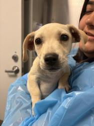 Shelter Stray Female Dog last seen S Quality Ave & Church Ave, Sanger Zone Fresno CO 4 93657, CA, 1510 W Dan Ronquillo Dr, Fresno, CA 93706, USA