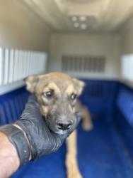 Shelter Stray Male Dog last seen E Adams Ave & S McCall Ave, Fowler Zone Fresno CO 3 93625, CA, 1510 W Dan Ronquillo Dr, Fresno, CA 93706, USA