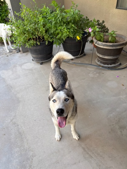 Shelter Stray Female Dog last seen S Grantland Ave & W Manning Ave, Fresno Zone Fresno CO 2 93706, CA, 1510 W Dan Ronquillo Dr, Fresno, CA 93706, USA