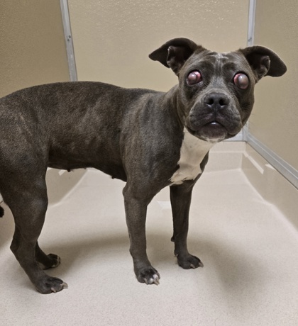 Shelter Stray Female Dog last seen 1370'S ROSS AVE, Hamilton, OH, 1820 Princeton Rd, Hamilton, OH 45011, USA