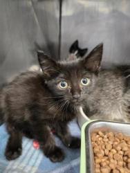 Shelter Stray Female Cat last seen St John Street, New Bern City Limits, NC, 1639 Old Airport Rd, New Bern, NC 28562, USA