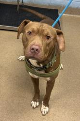 Shelter Stray Male Dog last seen Near Covington Highway, 30032, GA, 3280 Chamblee Dunwoody Rd, Chamblee, GA 30341, USA