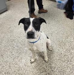 Shelter Stray Male Dog last seen Springfield, VA 22150, Lake Accotink Park, Fairfax County, VA, 4500 West Ox Rd, Fairfax, VA 22030, USA