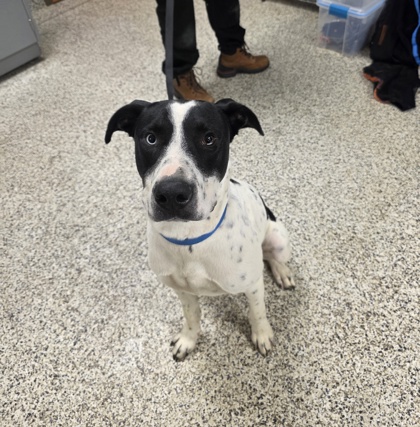 Shelter Stray Male Dog last seen Springfield, VA 22150, Lake Accotink Park, Fairfax County, VA, 4500 West Ox Rd, Fairfax, VA 22030, USA