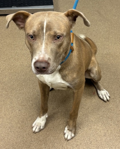 Shelter Stray Male Dog last seen Near Memorial Drive C, 30032, GA, 3280 Chamblee Dunwoody Rd, Chamblee, GA 30341, USA