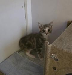 Shelter Stray Female Cat last seen Falls Church, 22041 - GlenCarlyn Dr + Knollwood D, Fairfax County, VA, 4500 West Ox Rd, Fairfax, VA 22030, USA