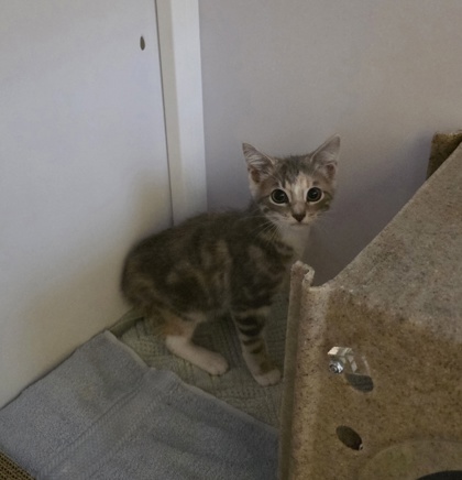 Shelter Stray Female Cat last seen Falls Church, 22041 - GlenCarlyn Dr + Knollwood D, Fairfax County, VA, 4500 West Ox Rd, Fairfax, VA 22030, USA