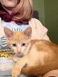 Shelter Stray Male Cat last seen Chamblee Tucker Rd & Lavista Rd, Tucker, GA 30084, 30084, GA, 3280 Chamblee Dunwoody Rd, Chamblee, GA 30341, USA