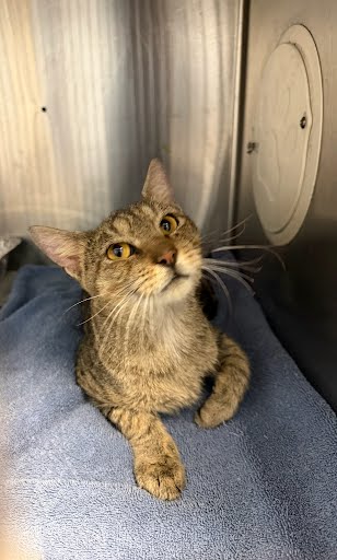Shelter Stray Male Cat last seen Near College Ave Clarkston, GA 30021, 30021, GA, 3280 Chamblee Dunwoody Rd, Chamblee, GA 30341, USA